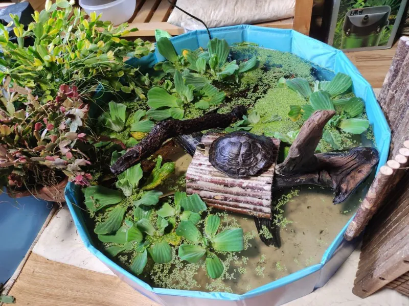 Ein Planschbecken mit einer Wasserschildkröte, mit einem Ast, Wasserpflanzen, und einer Brücke.